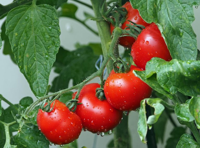 Μάθε πως να φυτεύεις Ντομάτες 🍅